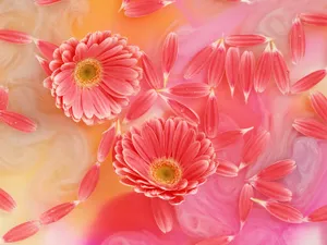 鲜花特写 第13辑
