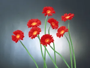 鲜花特写 第13辑