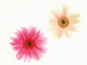 鲜花特写 第13辑_9