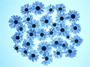 鲜花特写 第13辑_10