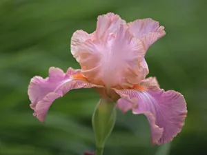 鲜花特写 第11辑