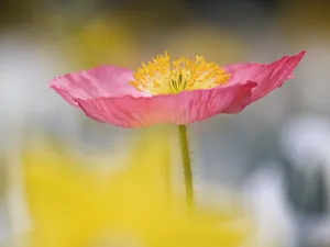 鲜花特写 第11辑_1