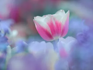 鲜花特写 第11辑_7