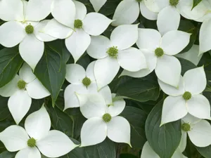 鲜花特写 第11辑_11