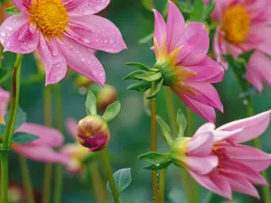 鲜花特写 第十辑