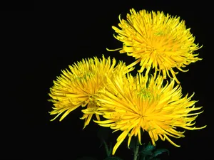 鲜花特写 第十辑_3