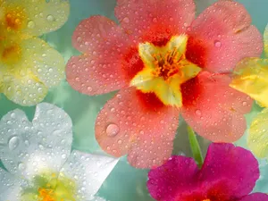 鲜花特写 第十辑_9
