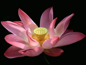 鲜花特写 第十辑_11