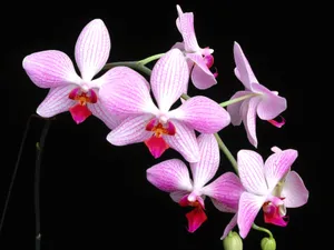 鲜花特写 第十辑_16