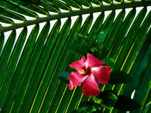 鲜花特写 第九辑_2