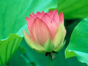 鲜花特写 第九辑_4
