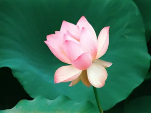 鲜花特写 第九辑_5