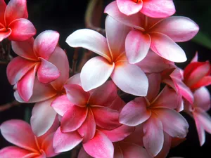 鲜花特写 第九辑_6