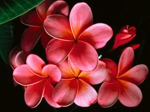 鲜花特写 第九辑_7