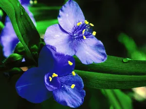鲜花特写 第九辑_9