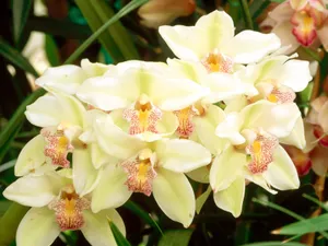 鲜花特写 第九辑_12
