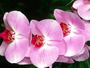 鲜花特写 第九辑_14