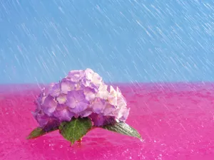 鲜花特写 第九辑_17