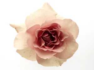 鲜花特写 第八辑_2
