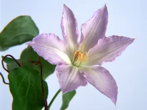 鲜花特写 第八辑_3
