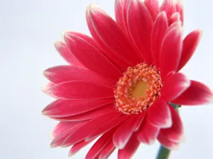 鲜花特写 第八辑_5