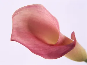 鲜花特写 第八辑_8