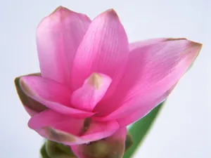 鲜花特写 第八辑_9