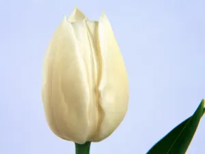鲜花特写 第八辑_17