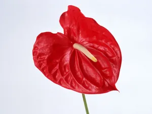 鲜花特写 第八辑_18