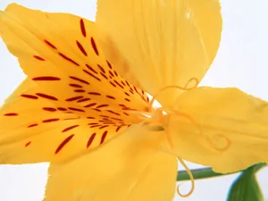 鲜花特写 第七辑_2
