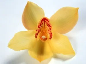 鲜花特写 第七辑_3