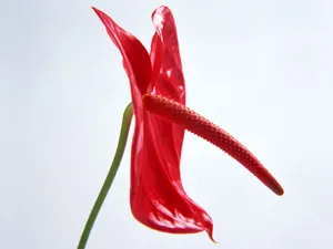 鲜花特写 第七辑_5