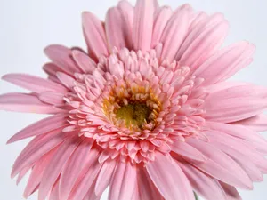 鲜花特写 第七辑_6