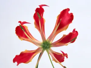 鲜花特写 第七辑_8