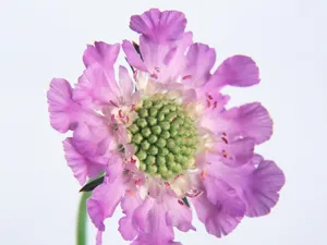 鲜花特写 第七辑_12