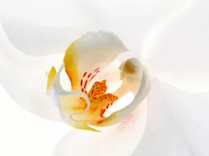 鲜花特写 第七辑_13