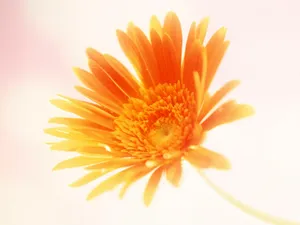 鲜花特写 第七辑_15