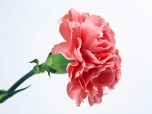 鲜花特写 第七辑_16