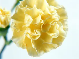 鲜花特写 第七辑_17