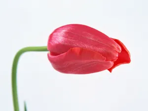 鲜花特写 第七辑_19