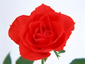 鲜花特写 第六辑_4