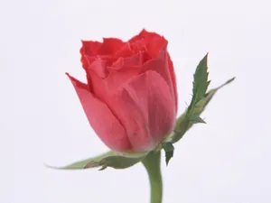 鲜花特写 第六辑_13