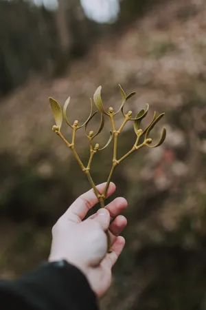 一只手拿着树枝图片_1