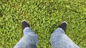 草地上的双足图片_1