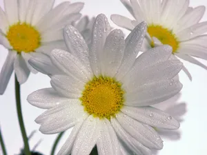 鲜花特写 第四辑_4