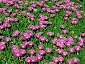 鲜花特写 第四辑_5