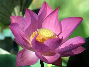 鲜花特写 第四辑_7