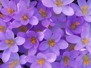 鲜花特写 第四辑_8