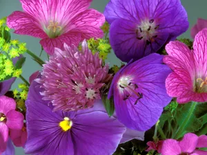 鲜花特写 第四辑_9