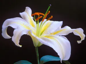 鲜花特写 第四辑_10